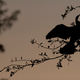 Illustration for article titled Shooting Challenge Silhouettes Gallery 2